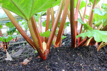 Load image into Gallery viewer, Rhubarb, Glaskins Perpetual
