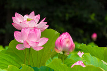 Load image into Gallery viewer, Lotus, Mixed Colors - Organic