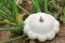 Load image into Gallery viewer, Squash, White Bush Scallop
