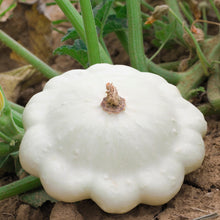 Load image into Gallery viewer, Squash, White Bush Scallop
