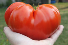 Load image into Gallery viewer, Tomato, Beefsteak