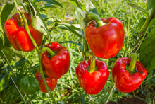 Load image into Gallery viewer, Pepper, Yolo Wonder Sweet Red Bell