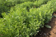 Load image into Gallery viewer, Lentil, Black