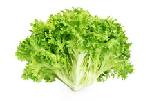 Load image into Gallery viewer, Chicory, Salad King Endive