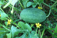 Load image into Gallery viewer, Watermelon, Congo