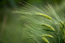 Load image into Gallery viewer, Barley, Common