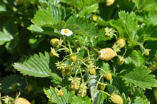 Load image into Gallery viewer, Strawberry, Pineapple Crush