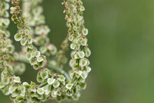 Load image into Gallery viewer, Sorrel, Large Leaf