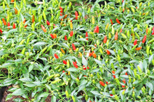Load image into Gallery viewer, Pepper, Bird's Eye Chili
