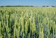 Load image into Gallery viewer, Barley, Common