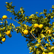 Load image into Gallery viewer, Lemon, Eureka