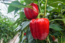 Load image into Gallery viewer, Pepper, Big Red Bell