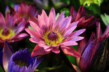 Load image into Gallery viewer, Lotus, Mixed Colors - Organic
