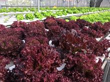 Load image into Gallery viewer, Lettuce, Leaf Red Salad Bowl