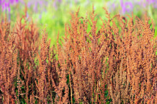Load image into Gallery viewer, Sorrel, Large Leaf
