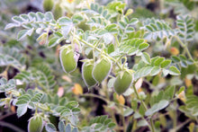 Load image into Gallery viewer, Lentil, Black