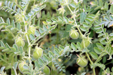 Load image into Gallery viewer, Lentil, Black