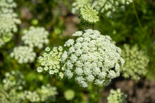 Load image into Gallery viewer, Carrot, Lunar White