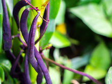 Load image into Gallery viewer, Bean, Royalty Purple Pod