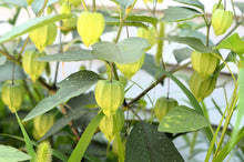 Load image into Gallery viewer, Tomatillo, Grande Rio Verde
