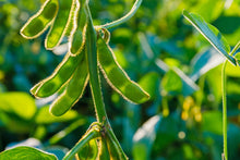 Load image into Gallery viewer, Soybean,  Edamame