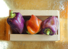 Load image into Gallery viewer, Pepper, Lilac Bell
