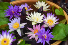 Load image into Gallery viewer, Lotus, Bowl