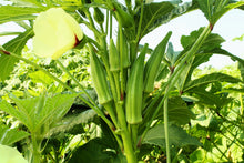Load image into Gallery viewer, Okra, Clemson Spineless