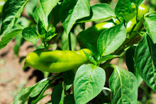 Load image into Gallery viewer, Pepper, Greek Golden
