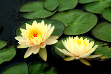 Load image into Gallery viewer, Lotus, Mixed Colors - Organic