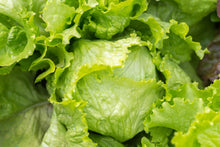 Load image into Gallery viewer, Lettuce, Iceberg