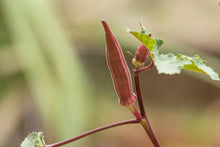 Load image into Gallery viewer, Okra, Red Burgundy