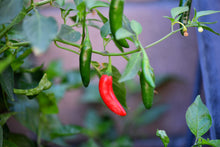 Load image into Gallery viewer, Pepper, Serrano Tampiqueno