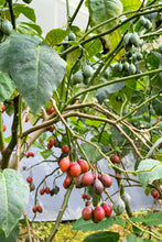 Load image into Gallery viewer, TAMARILLO, Tree Tomato Seeds