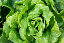 Load image into Gallery viewer, Lettuce, Buttercrunch