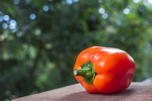 Load image into Gallery viewer, Pepper, Orange Sun Bell