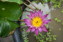 Load image into Gallery viewer, Lotus, Bowl