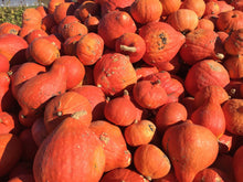 Load image into Gallery viewer, Winter Squash, Golden Hubbard