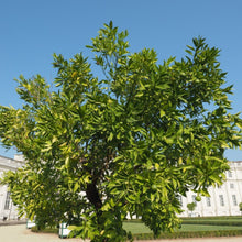 Load image into Gallery viewer, Lime, Persian Bearss
