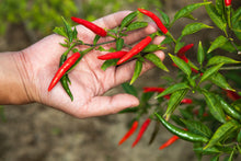 Load image into Gallery viewer, Pepper, Cayenne Long Red