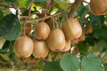 Load image into Gallery viewer, Kiwi