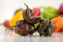 Load image into Gallery viewer, Pepper, Habanero Brown