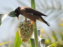Load image into Gallery viewer, Sorghum, Wild Game Food