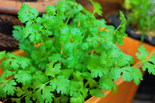 Load image into Gallery viewer, Cilantro, Fiesta Green