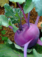Load image into Gallery viewer, Kohlrabi, Purple Vienna