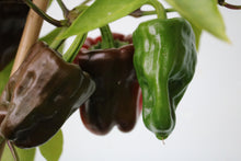 Load image into Gallery viewer, Pepper, Chocolate Beauty Bell