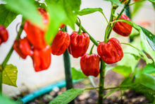 Load image into Gallery viewer, Pepper, Habanero Red