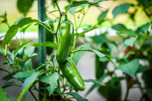 Load image into Gallery viewer, Pepper, Early Jalapeno