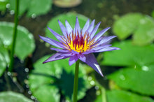 Load image into Gallery viewer, Water Lily, Blue