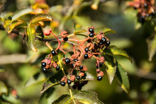 Load image into Gallery viewer, Pepper, Szechuan